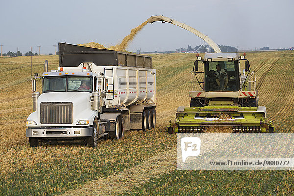 schneiden Feld sammeln Lastkraftwagen Weizen geben Reihe Mähdrescher Alberta Kanada Silagebehälter