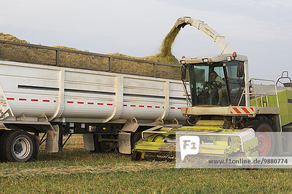 schneiden Feld sammeln Lastkraftwagen Weizen geben Reihe Mähdrescher Alberta Kanada Silagebehälter