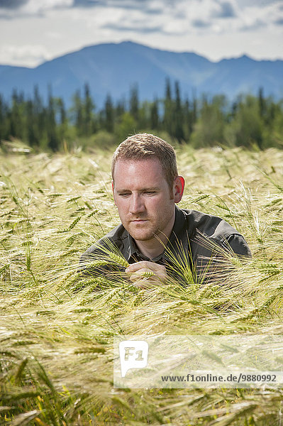 Man looking in barley field (Hordeum vulgare L.) looking over individual pieces; Delta Junction  Alaska  United States of America