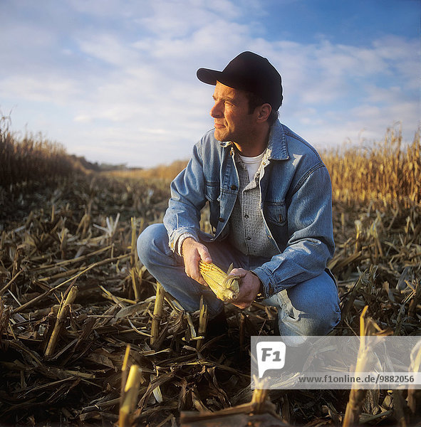 Agriculture - A farmer squatting in stubble looks across his partially harvested grain corn field in late afternoon light / Ontario  Canada.