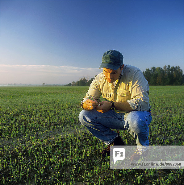 Agriculture - A farmer inspects the germination of a wheat seedling in his early growth wheat field / Ontario  Canada.