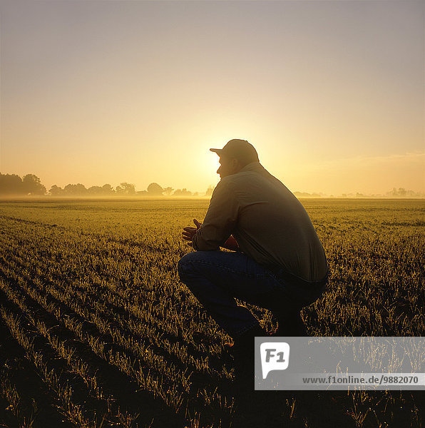 Agriculture - A farmer  squatting down  looks out across his early growth wheat field at sunset / Ontario  Canada.