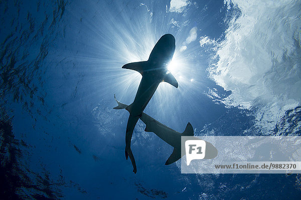 'Blacktip reef sharks (Carcharhinus melanopterus); Yap  Micronesia'