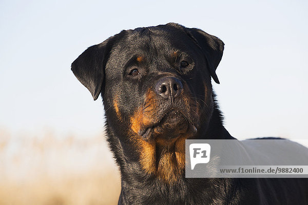 'Portrait of Rottweiler dog on winter beach; Guilford  Connecticut  USA'