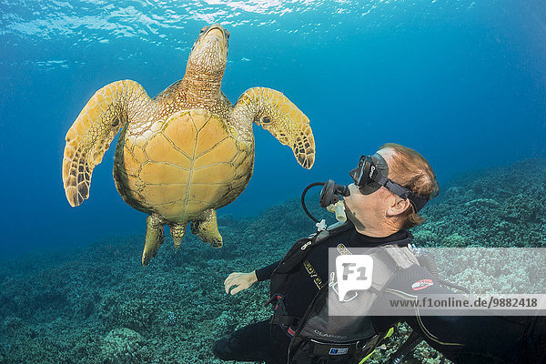 'A diver with a green sea turtle (Chelonia mydas)  an endangered species and common sight around Hawaii; Maui  Hawaii  United States of America'