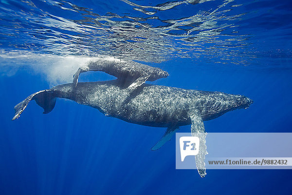 Bodenhöhe Amerika ankommen Paar Paare Wal Verbindung Buckelwal Megaptera novaeanglia Mutter - Mensch Kalb Hawaii Maui