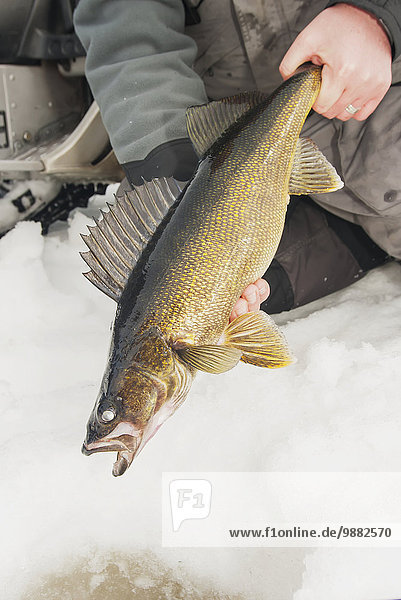 'Ice fisherman holding a large walleye ready to release back into the hole; Ontario  Canada'