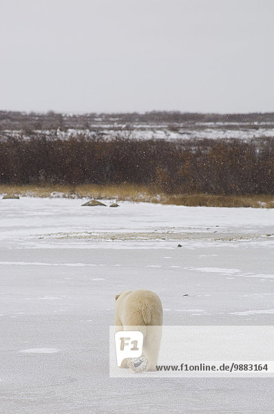 Eisbär Ursus maritimus Wasserrand gehen über Hudson River Bucht Manitoba Tundra