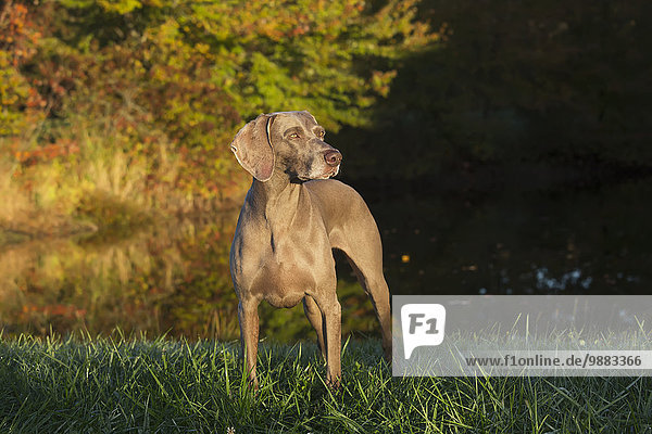 'Weimaraner by pond  early autumn morning; Colchester  Connecticut  United States of America'