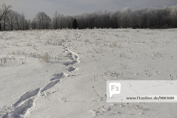 Ländliches schneebedecktes Feld  Ontario  Kanada