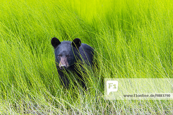 Schwarzbär, Ursus americanus, Flussufer, Ufer, grün, Überfluss, Gras, Dawson City, Kanada, Yukon