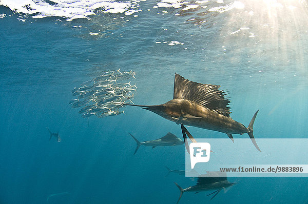 Atlantischer Segelfisch (Istiophorus albicans) versammelt sich um die Gewässer von Contoy Island  Quintana Roo  Mexiko  um wandernde Sardinen zu jagen und zu fressen.