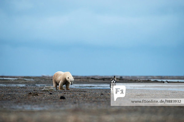 Eisbär Ursus maritimus Amerika gehen Hund frontal Verbindung Schlitten Kaktovik Alaska Alaska
