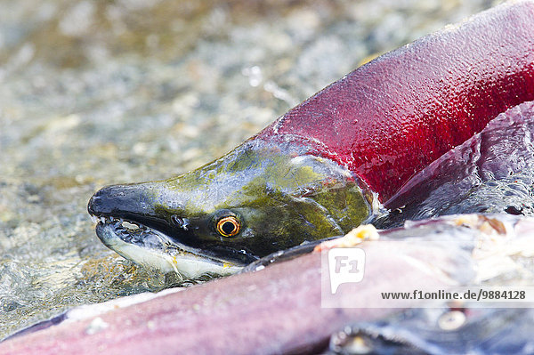 hinter nahe Fisch Pisces Amerika rot Verbindung Lachs Paxson Alaska Alaska