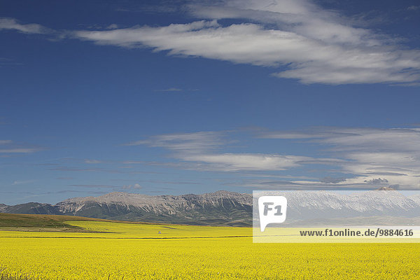 rollen Berg Wolke Blume Himmel Hügel Hintergrund Feld blau Pincher Creek Alberta Kanada Canola