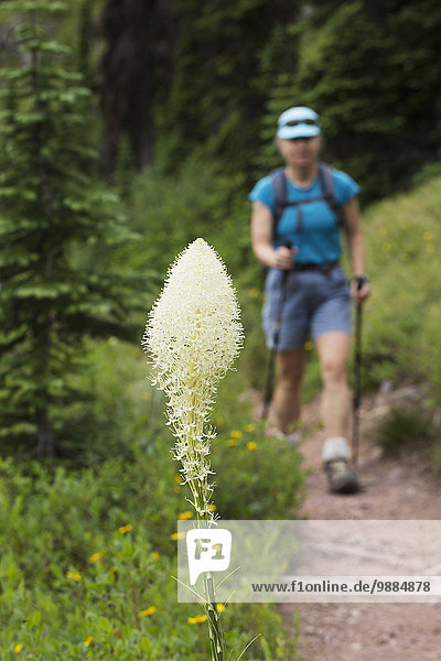 Close up of flowering bear grass with a female hiker with poles in the background on the trail; Waterton  Alberta  Canada