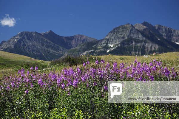 Flowering fireweed (Chamerion angustifolium) on a hillside field and mountain range in the background with blue sky; Waterton Alberta Canada
