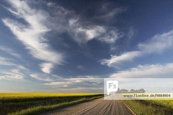 Wolke, Blume, Himmel, Fernverkehrsstraße, dramatisch, Feld, blau, Kies, Trennung, Alberta, Kanada, Canola