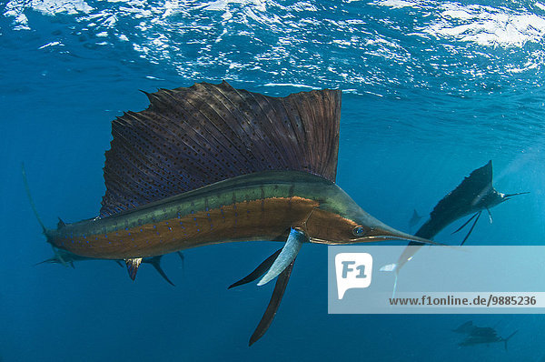 Jeden Winter versammeln sich Segelfische (Istiophorus albicans)  um sich von Sardinenködern nördlich von Isla Mujeres  Mexiko  zu ernähren.