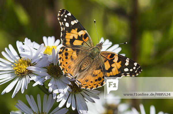 Amerika suchen blühen streichen streicht streichend anstreichen anstreichend Schmetterling Verbindung Nektarine Aster Astoria Nektar Oregon