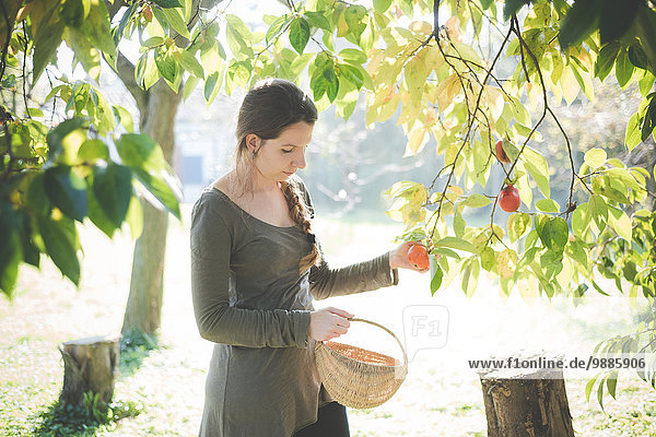 Young woman picking apple from tree