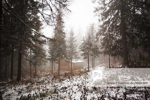 Schneebedeckter Wald und Hütte im Nebel  Sarsy Village  Gebiet Swerdlowsk  Russland