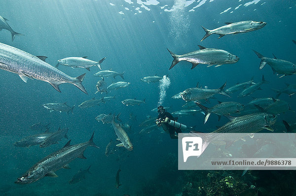 Huge schools of tarpon (Megalops atlanticus) surround a diver in Xcalak Marine Park  Quintana Roo  Mexico