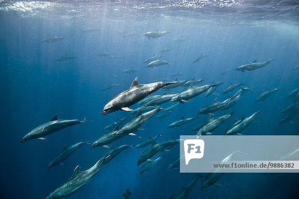 Massive Ansammlung von Tümmlern (tursiops sp) jagen Köderfische  Darwin Island  Galapagos  Ecuador