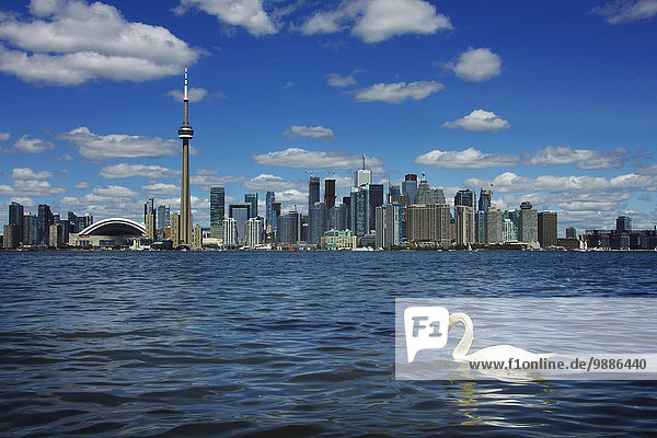 Skyline Skylines See Fokus auf den Vordergrund Fokus auf dem Vordergrund schwimmen Kanada Ontario Schwan Toronto