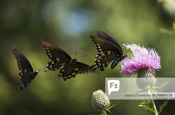 Schwalbenschwanz Papilio machaon Amerika Blüte schwarz Schmetterling Verbindung Oklahoma Schwarm Distel