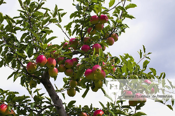 Baum Wachstum Apfel Kanada Quebec