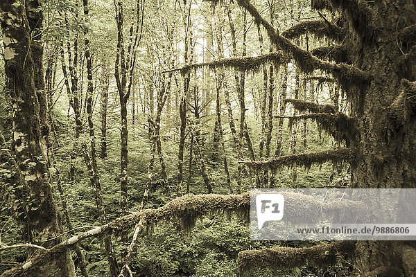 Laubwald Amerika Baum Baumstamm Stamm Portland Verbindung Steinschlag Moos Oregon