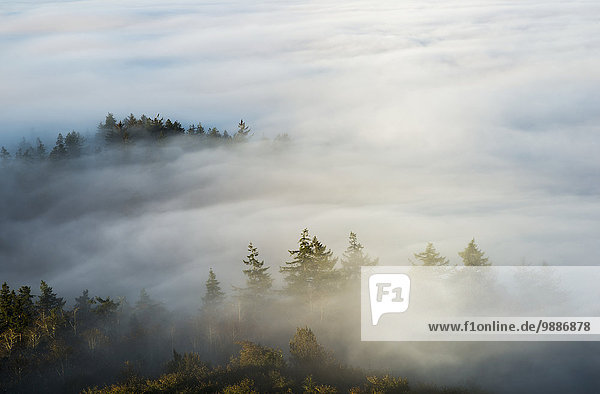 hoch oben Amerika Morgen Nebel Beleuchtung Licht Verbindung Astoria Oregon Sonne
