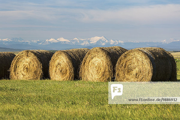 Hale bales in a row in a green field with snow covered mountains  blue sky and clouds in the background; Alberta  Canada