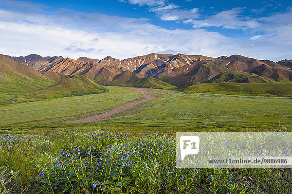 Blue Bell wildflowers and the Alaska Range on a sunny summer evening in Denali National Park and Preserve  Interior Alaska
