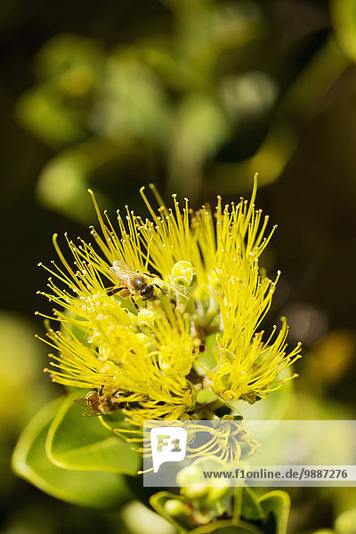Amerika gelb Blüte Verbindung Biene Bestäubung Hawaii Maui
