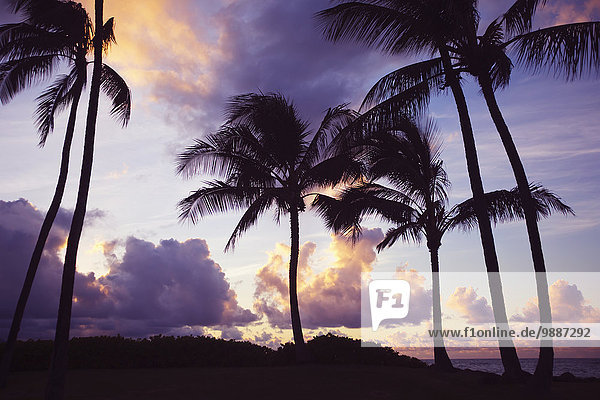 Amerika Sonnenuntergang Baum Verbindung Hawaii Maui Wailea