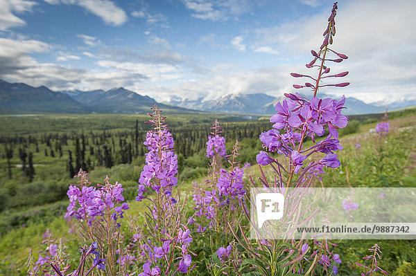 nahe Landschaftlich schön landschaftlich reizvoll Sommer Landschaft Fokus auf den Vordergrund Fokus auf dem Vordergrund Ansicht Alaska Weidenröschen