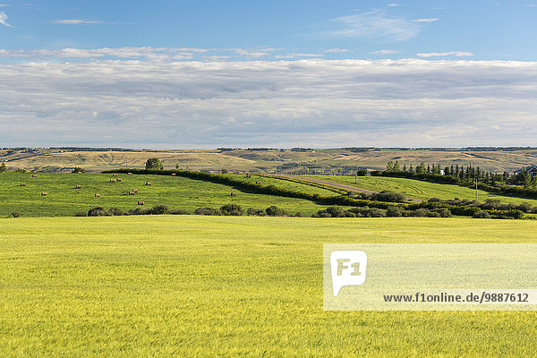 rollen Getreide Wolke Himmel Horizont grün Hintergrund Feld blau Alberta Kanada reif