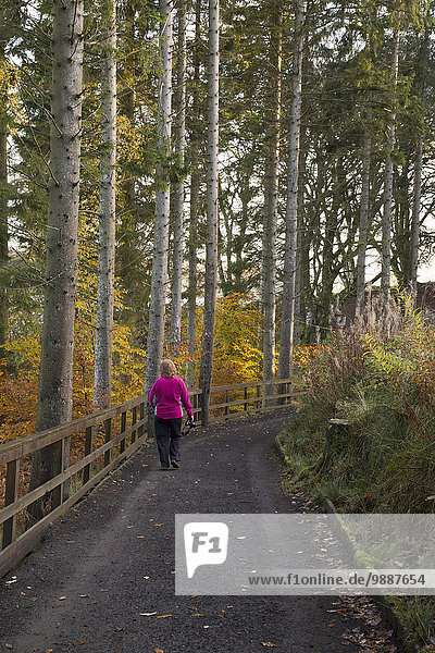 A woman walks on a trail in autumn; Kielder  Northumberland  England