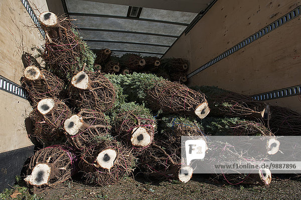 Haufen Amerika Transport schneiden Baum Bauernhof Hof Höfe beladen Weihnachtsbaum Tannenbaum Lastkraftwagen Verbindung Minnesota