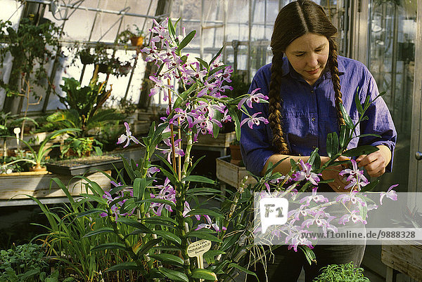 Vereinigte Staaten von Amerika USA Landwirtschaft Gartenbau Fürsorglichkeit Orchidee Botaniker Botanik Treibhaus Universität