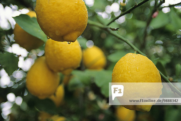 Vereinigte Staaten von Amerika USA Tag Baum Landwirtschaft Regen Arizona Zitrone reif Tucson
