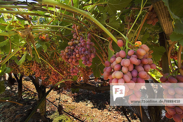 Vereinigte Staaten von Amerika USA Sommer spät hängen Landwirtschaft Weintraube reifer Erwachsene reife Erwachsene rot Tisch Kalifornien Reben