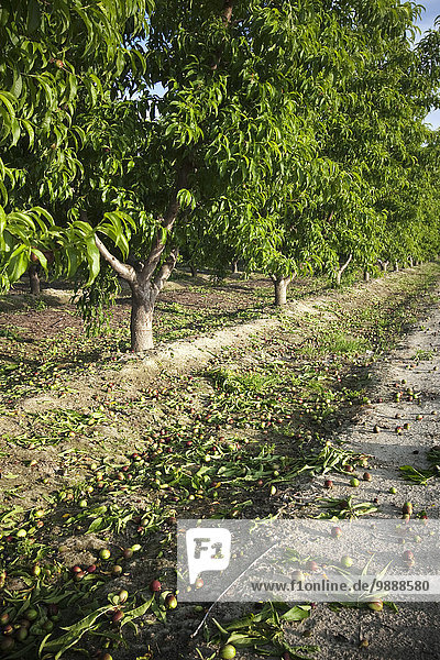Vereinigte Staaten von Amerika USA nahe Boden Fußboden Fußböden Ergebnis Baum Frucht Kleinkindalter Kleinkind Landwirtschaft entfernen entfernt Obstgarten Stück Nektarine Kalifornien Qualität