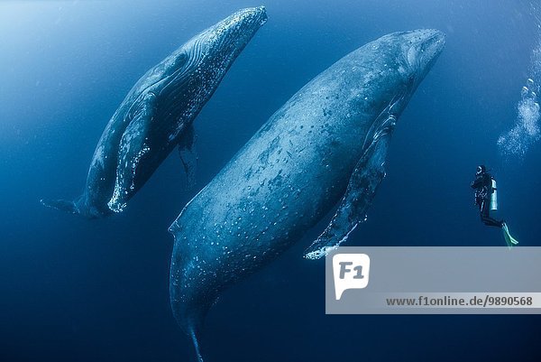 Taucher nähert sich erwachsenen weiblichen Buckelwalen (Megaptera novaeangliae) und jüngeren männlichen Begleitern  Roca Partida  Revillagigedo  Mexiko.