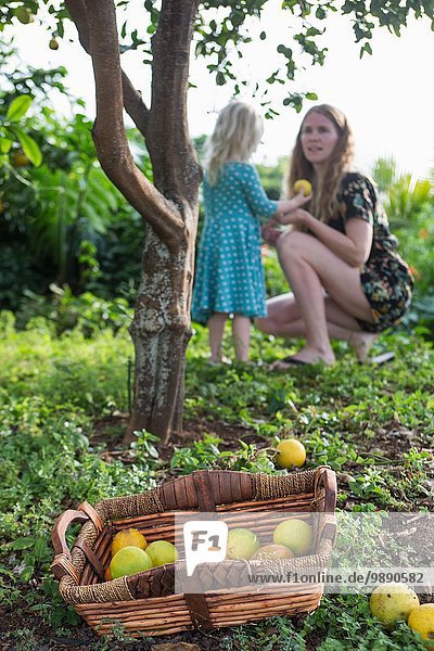 Weibliches Kleinkind übergibt frisch gepflückte Orange an Mutter im Garten