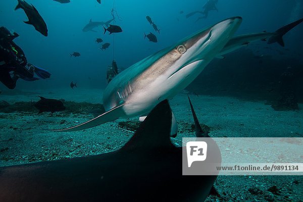 A silky shark avoiding another shark during a deep dive  in Socorro Island  Mexico