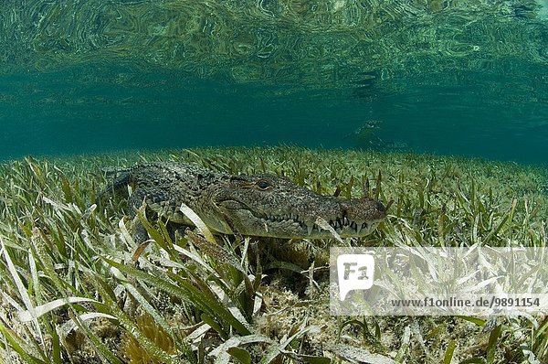 Amerikanisches Krokodil (crocodylus acutus) in klaren Gewässern der Karibik  Chinchorro Banks (Biosphärenreservat)  Quintana Roo  Mexiko