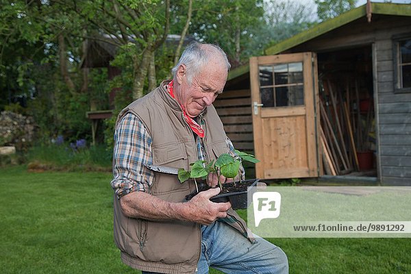 Senior man  handling seedlings in garden